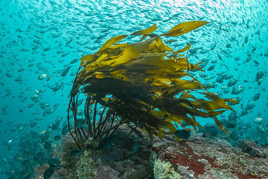 The new Kelp Forest Limited Edition Watch