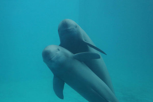 Yangtze Jiangtun Limited Edition